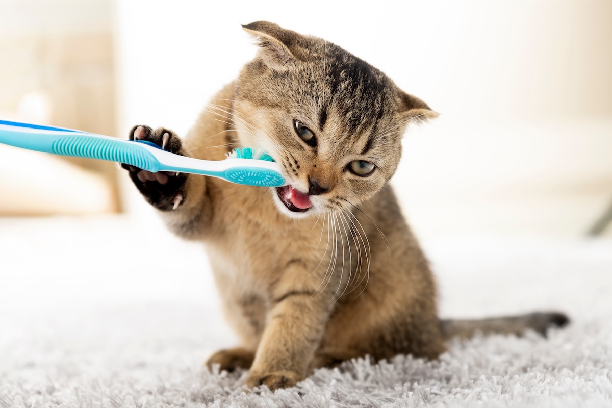Pet dental care