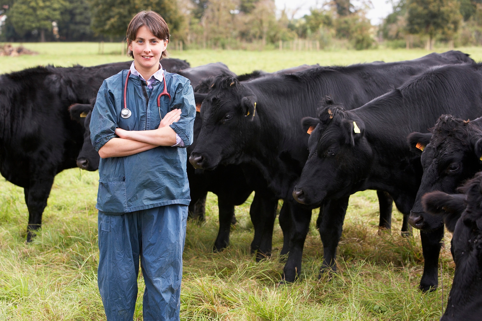 Farm vet examining livestock